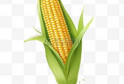 玉米漫画,趣味横生的田园生活画卷